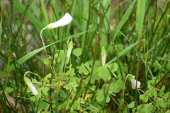 Oxalis incarnata