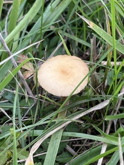 Agrocybe pediades