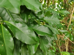 Pittosporum