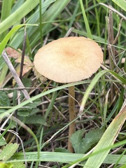 Agrocybe pediades