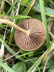 Agrocybe pediades