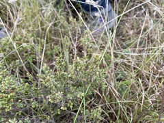 Pimelea spinescens spinescens