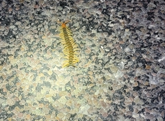Scolopendra