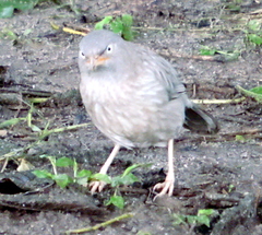 Argya striata