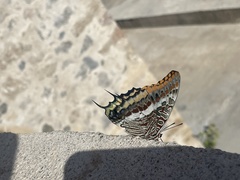 Charaxes jasius