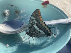 Charaxes jasius
