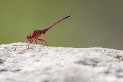 Trithemis arteriosa