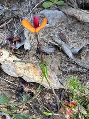 Isotropis cuneifolia