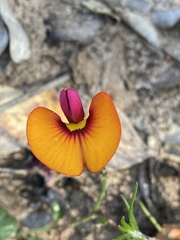 Isotropis cuneifolia