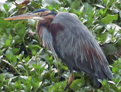 Ardea purpurea