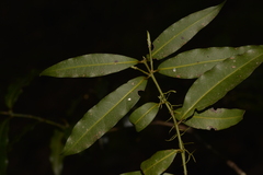 Cinnamomum oliveri