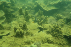 Montipora
