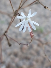Silene portensis
