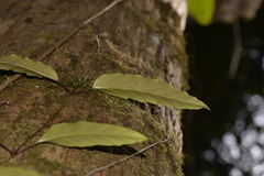Parsonsia