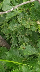 Megaulacobothrus aethalinus