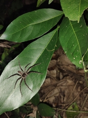 Heteropoda venatoria