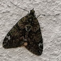 Chloroclysta siterata