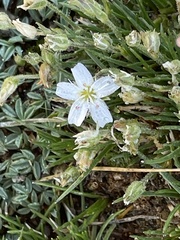 Eremogone