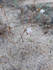 Silene portensis