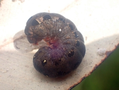 Spodoptera litura