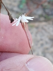 Silene portensis