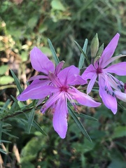 Chamaenerion dodonaei