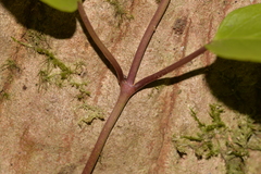 Parsonsia