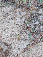 Silene portensis