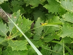 Megaulacobothrus aethalinus