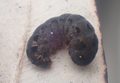 Spodoptera litura