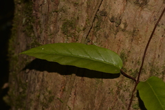 Parsonsia