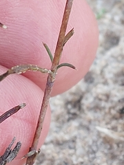 Silene portensis