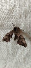 Smerinthus ocellata