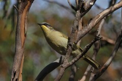 Lichenostomus cratitius