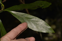 Atractocarpus benthamianus