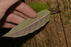 Parsonsia