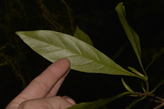 Atractocarpus benthamianus