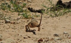 Pogona barbata