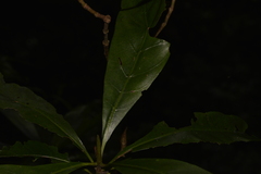 Atractocarpus benthamianus