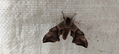 Smerinthus ocellata