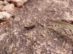 Chorthippus maritimus maritimus