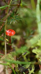 Cruentomycena viscidocruenta