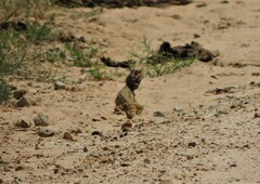 Pogona barbata