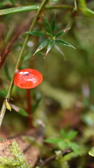 Cruentomycena viscidocruenta