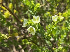 Phyllanthus calycinus