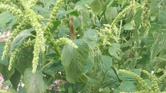 Amaranthus dubius
