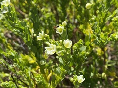 Phyllanthus calycinus