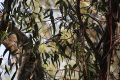 Melithreptus lunatus