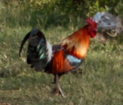 Gallus gallus
