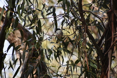 Melithreptus lunatus